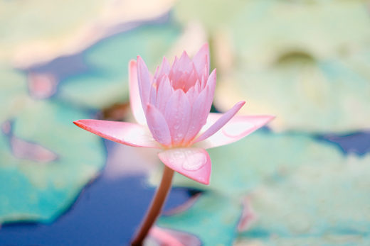 waterlily